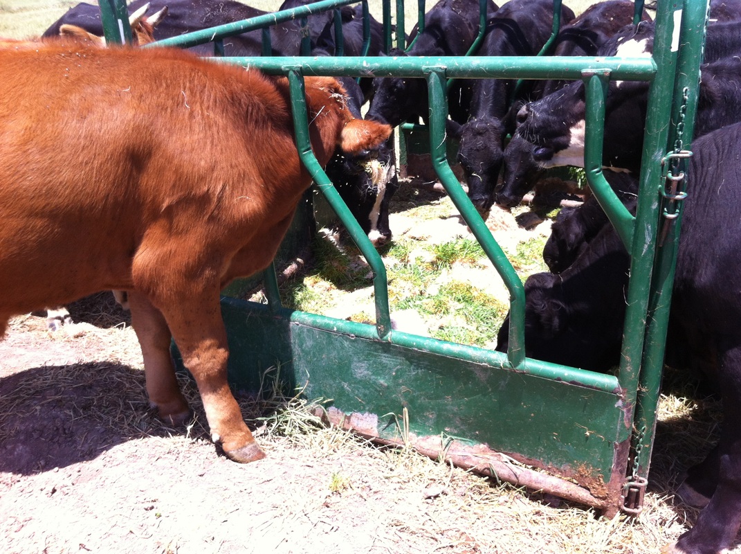 Cattle eating barley fodder